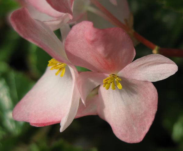 blossom,plant,flower,petal,high,botany