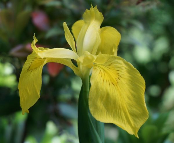 plante, blomst, botanik, natur, kronblad, forår