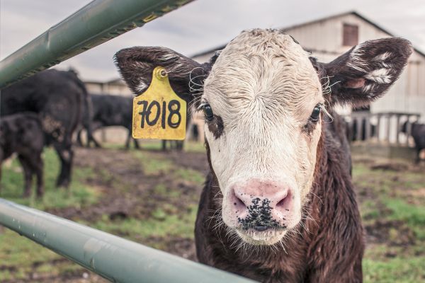 field,farm,countryside,animal,fence,barn