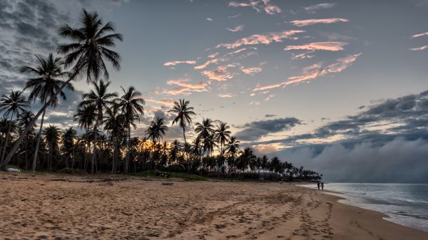 strand,tenger,tengerpart,fa,homok,tájkép