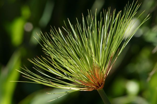 träd, natur, gräs, gren, växt, fotografi