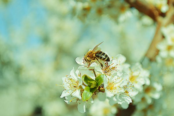 träd, natur, gren, blomma, växt, fotografi