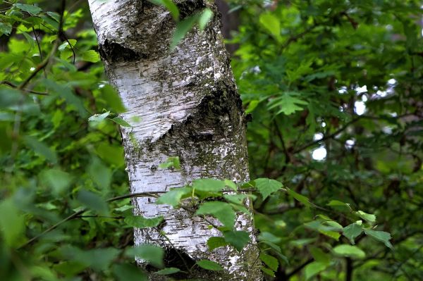 tree, nature, forest, branch, plant, wood