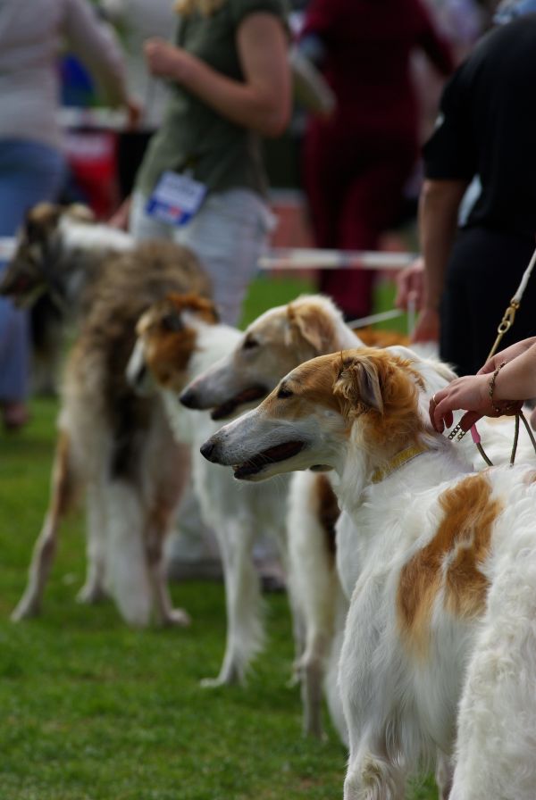 perro,animal,mamífero,sabueso,Deportes,perros