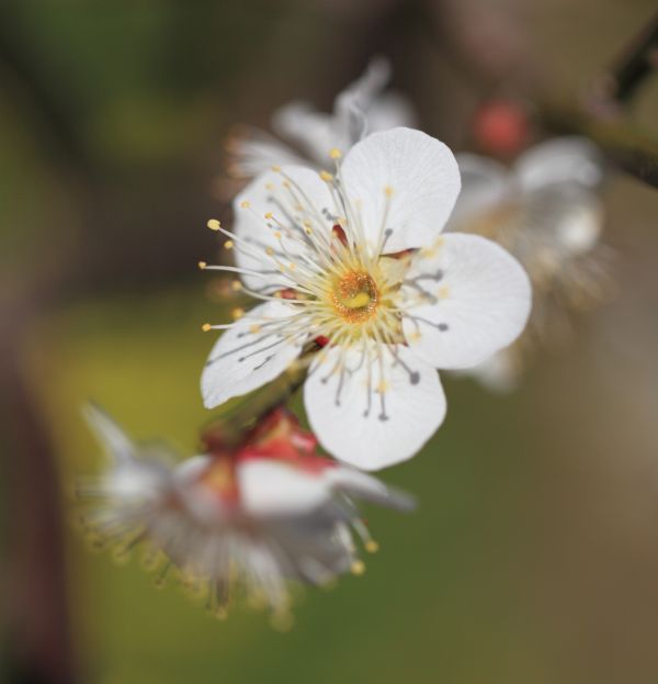 自然, ブランチ, 花, 工場, 写真, 葉