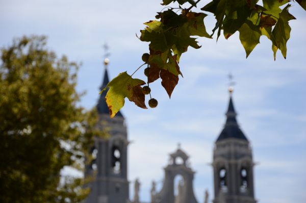 paysage, la nature, architecture, arbre, gens, plante