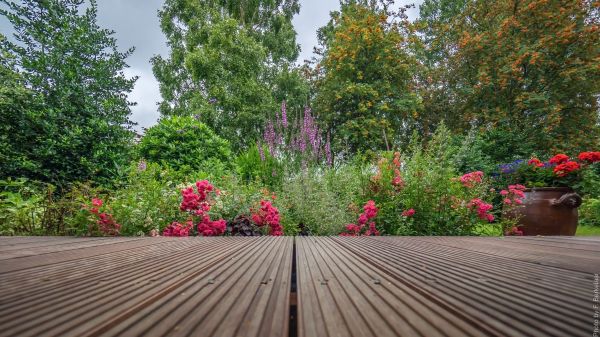 natur,gräsmatta,blomma,gångväg,bakgård,botanik