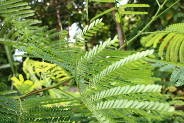 árbol,rama,planta,hoja,flor,selva