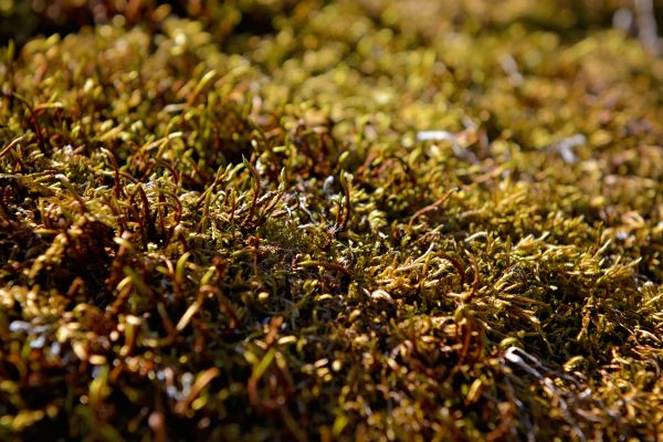 natuur,zonlicht,boom,gras,fabriek,gazon