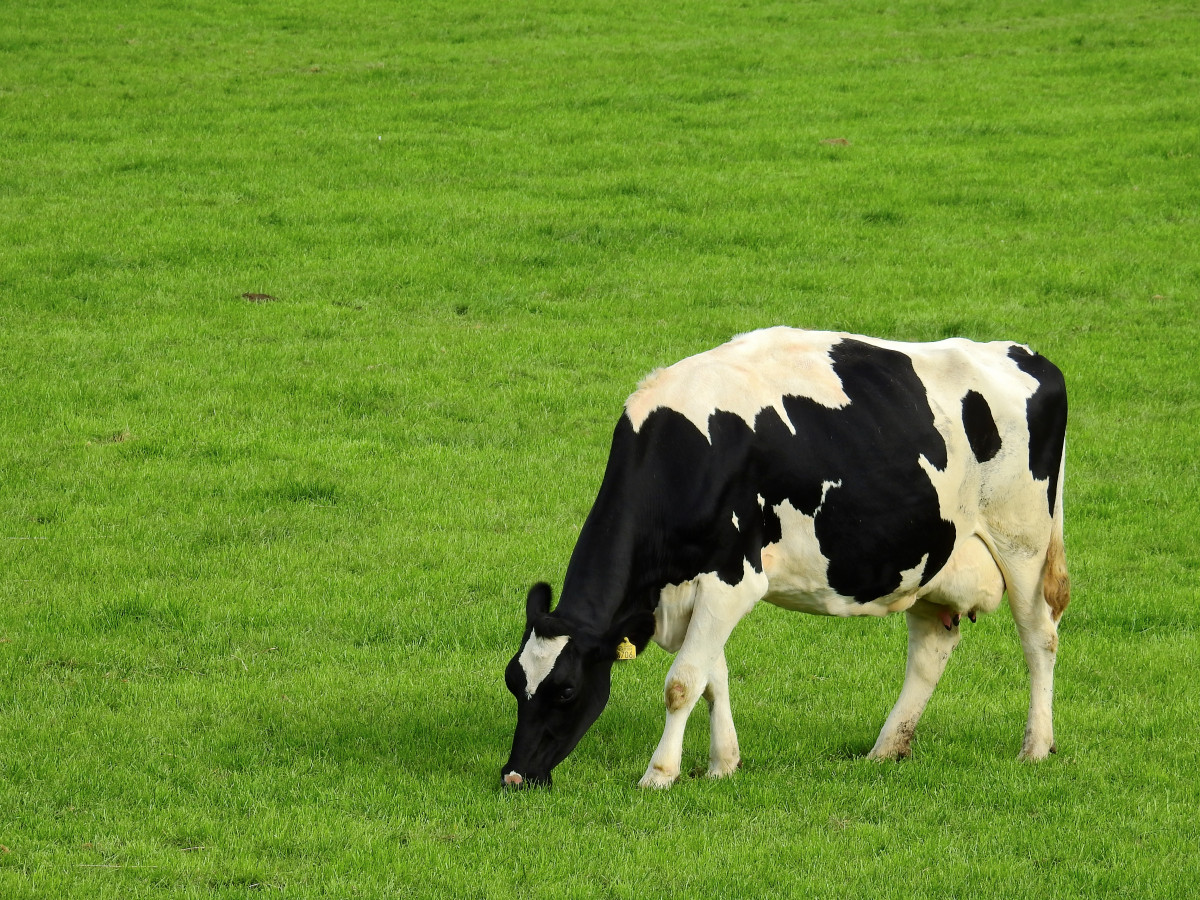 peisaj, natură, iarbă, camp, fermă, luncă, prerie, vară, vacă, turmă, păşune, pășunat, mamifer, agricultură, vită, Taur, pășune, habitat, rumegător, vaca de lapte, bovine ca mamifer