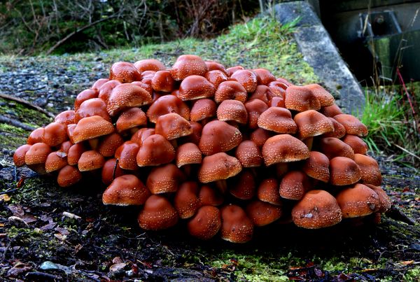 producera,höst,svamp,svamp,svampar,bolete