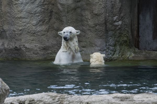 al aire libre,foto,agua,animal,oso,fauna silvestre