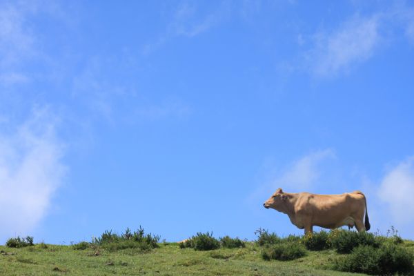 landskap,natur,moln,himmel,gräs,fält