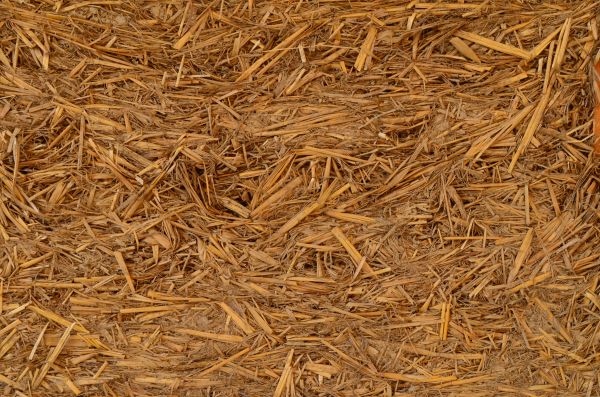 nature,plant,hay,wood,farm,texture