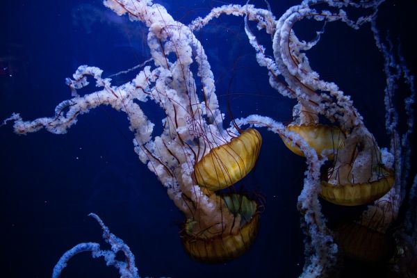 mare,ocean,sub apă,biologie,meduză,coral