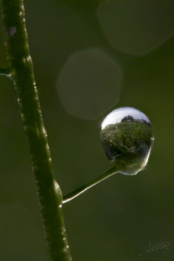 natureza,agua,grama,ramo,solta,orvalho