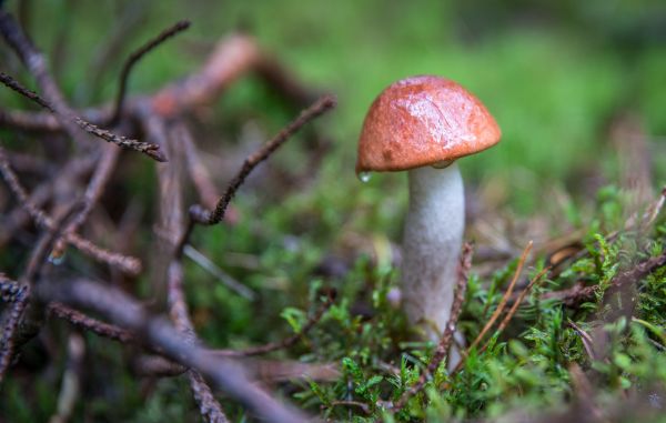 természeti táj, penny konty, ehető gombák, gomba, vargányával, agaricomycetes