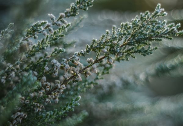 boom,natuur,sneeuw,winter,tak,fabriek