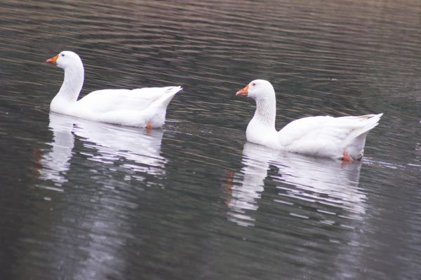 fågel,vinge,näbb,fauna,duo,svan