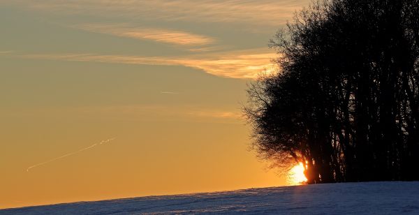 mar, árbol, naturaleza, horizonte, nieve, frío