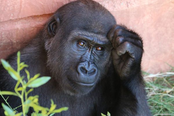 Příroda,zvíře,zvěř a rostlinstvo,zoologická zahrada,mužský,Afrika