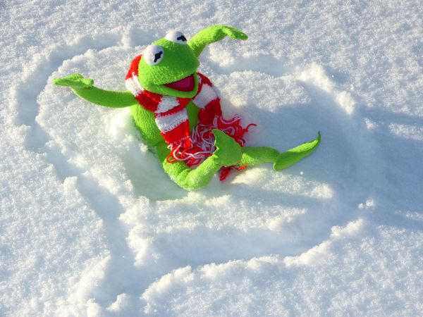 nieve,frío,invierno,rana,deporte extremo,juguete