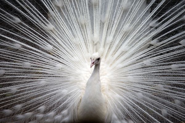 natur,vit,fotografi,vinter-,fågel,vinge