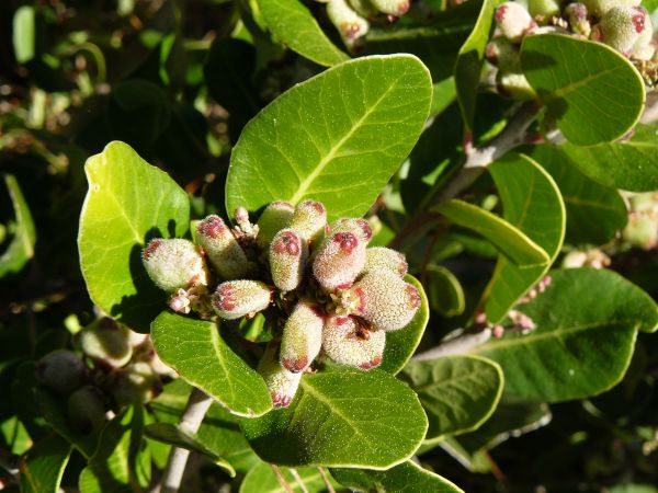 rama,planta,Fruta,baya,árbol,flor