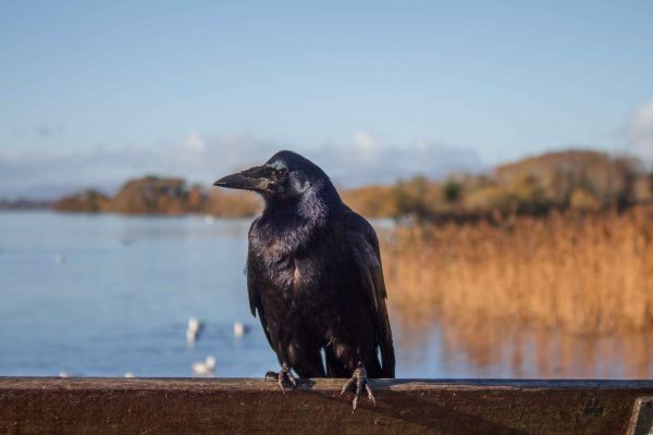 la nature,oiseau,faune,le bec,faune,corbeau