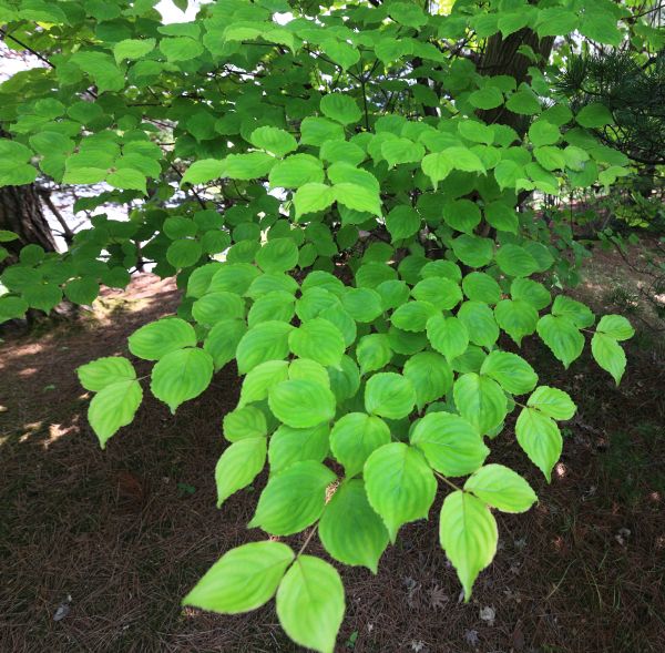 träd,växt,blad,blomma,mat,grön