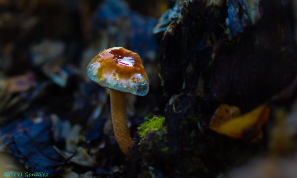 性质,花,照片,宏,生物学,秋季