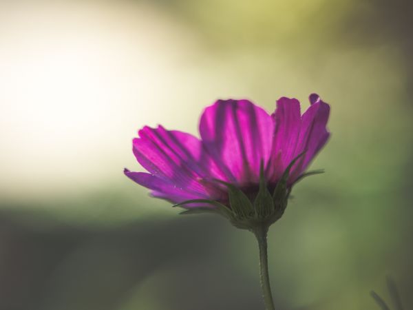 natura, fiorire, bokeh, pianta, fotografia, fiore