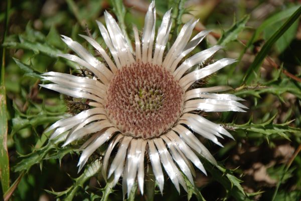 alam,berduri,menanam,bunga,daun bunga,bunga aster