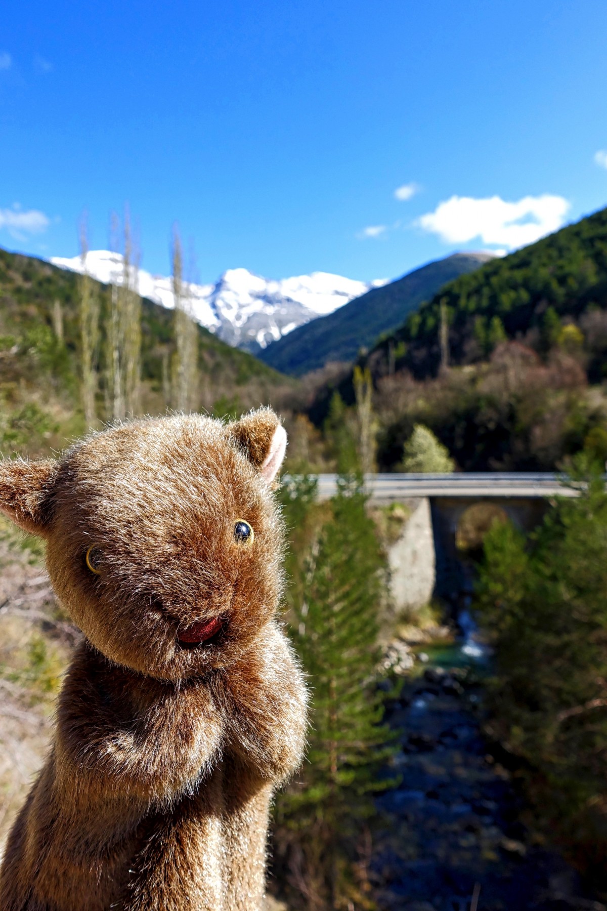 árvore, animal, animais selvagens, mamífero, esquilo, roedor, fauna, fantoche, australiano, Diversão, criatura, marsupial, marmota, Wombat