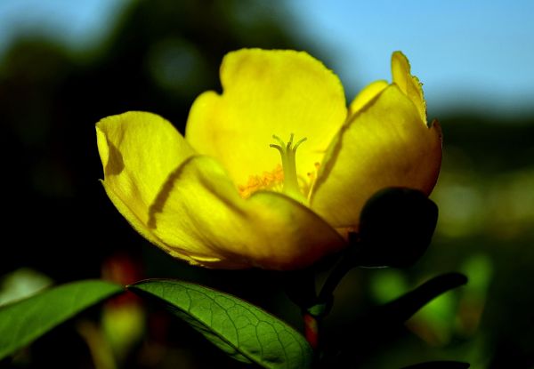 nature,blossom,plant,photography,sunlight,leaf