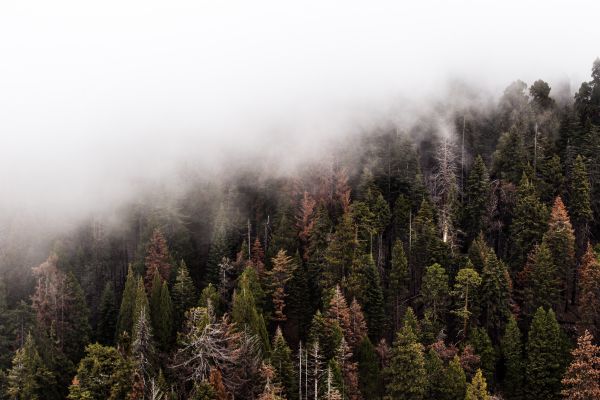 tree, nature, forest, wilderness, mountain, cloud