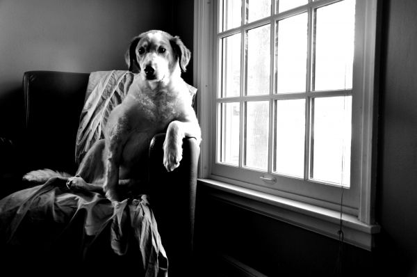 white,dog,animal,black and white,photography,window