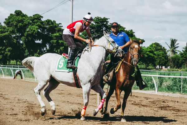 jockey, caballo, Deportes de animales, rienda, Equitación occidental, las carreras de caballos