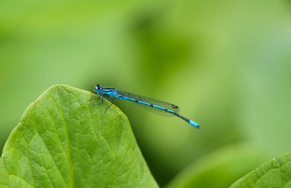 natur,vinge,fotografi,blad,damm,grön