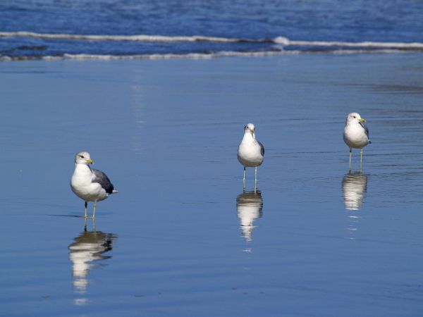 Strand,hav,vann,natur,hav,sand