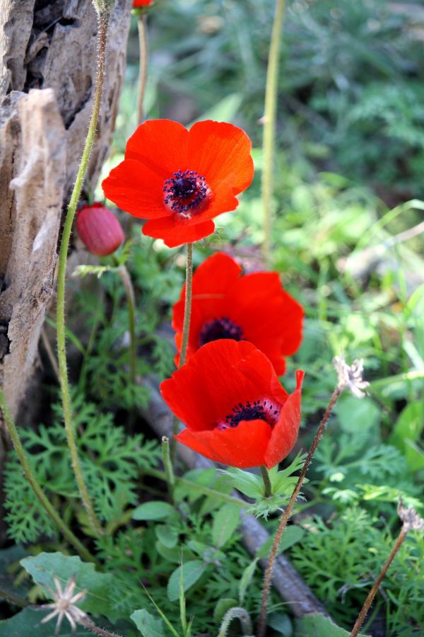 natur, blomma, växt, blomma, kronblad, blomma