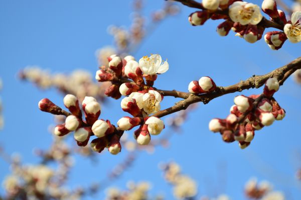 árbol,naturaleza,rama,flor,planta,Fruta