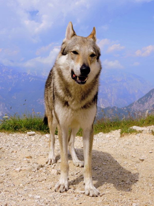 hund,pattedyr,ulv,virveldyr,landskap,fjell