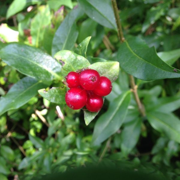 nature, plant, fruit, berry, sweet, leaf