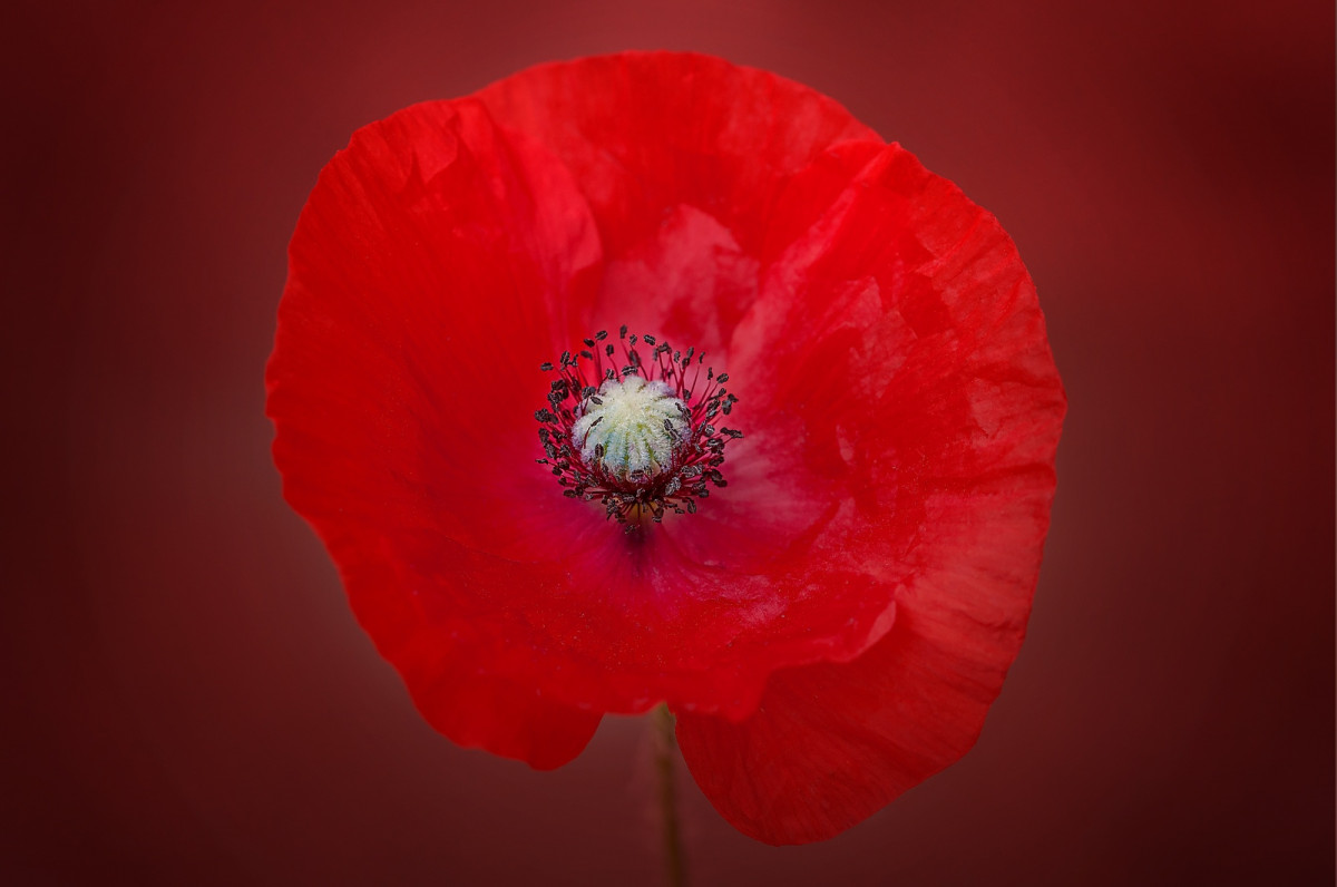 kwitnąć, roślina, kwiat, płatek, kwiat, czerwony, różowy, blisko, flora, ścieśniać, czerwony kwiat, mak roślina, coquelicot, Fotografia makro, kwitnienia roślin, roślina lądowa, rodzina maku