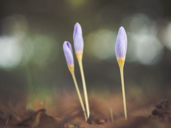 bokeh, pianta, luce del sole, foglia, fiore, petalo