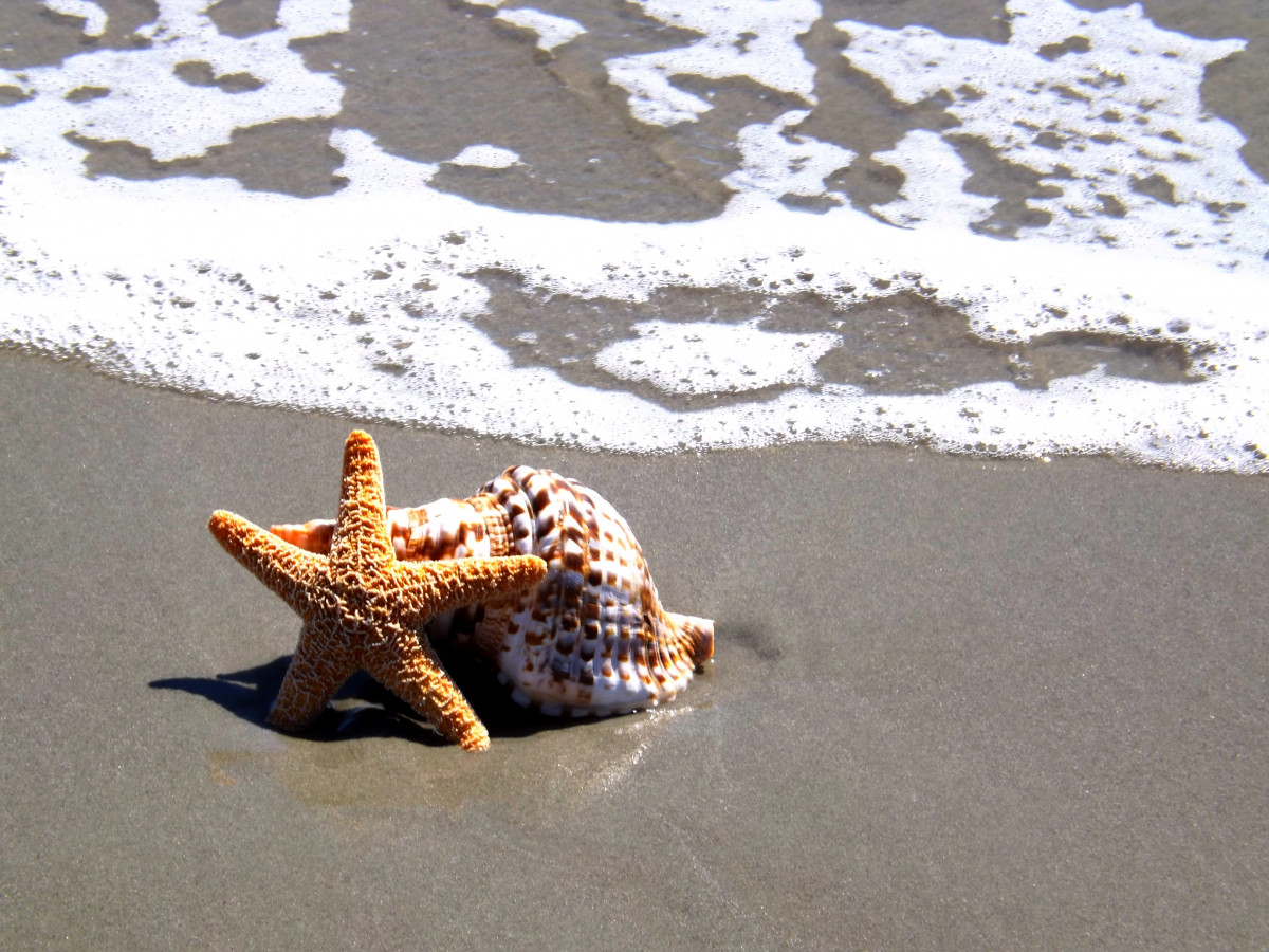 beach, sea, sand, ocean, tropical, reptile, fauna, material, starfish, shell, invertebrate, seashell, gecko