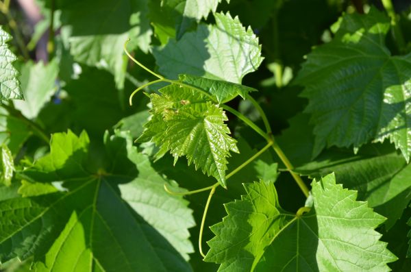 albero,pianta,foglia,fiore,cibo,frutta