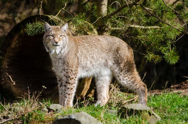 animais selvagens,jardim zoológico,gato,felino,mamífero,Nikon