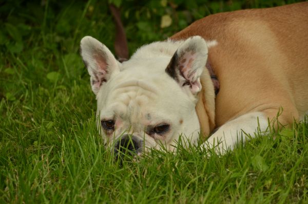 cucciolo, cane, animale domestico, mammifero, bulldog, erba